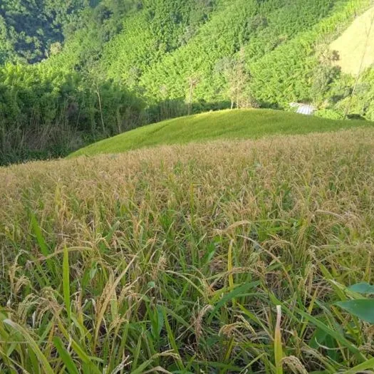 Paddy is already ripe.