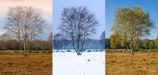 The Three Seasons